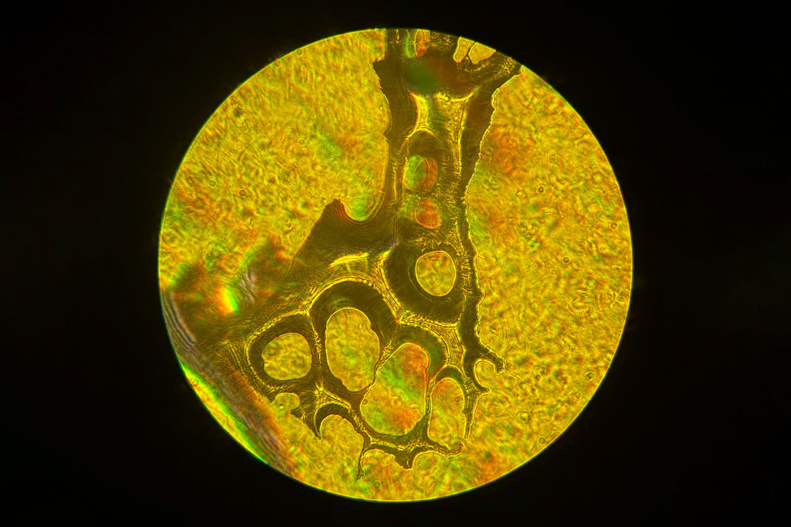 The Footprint